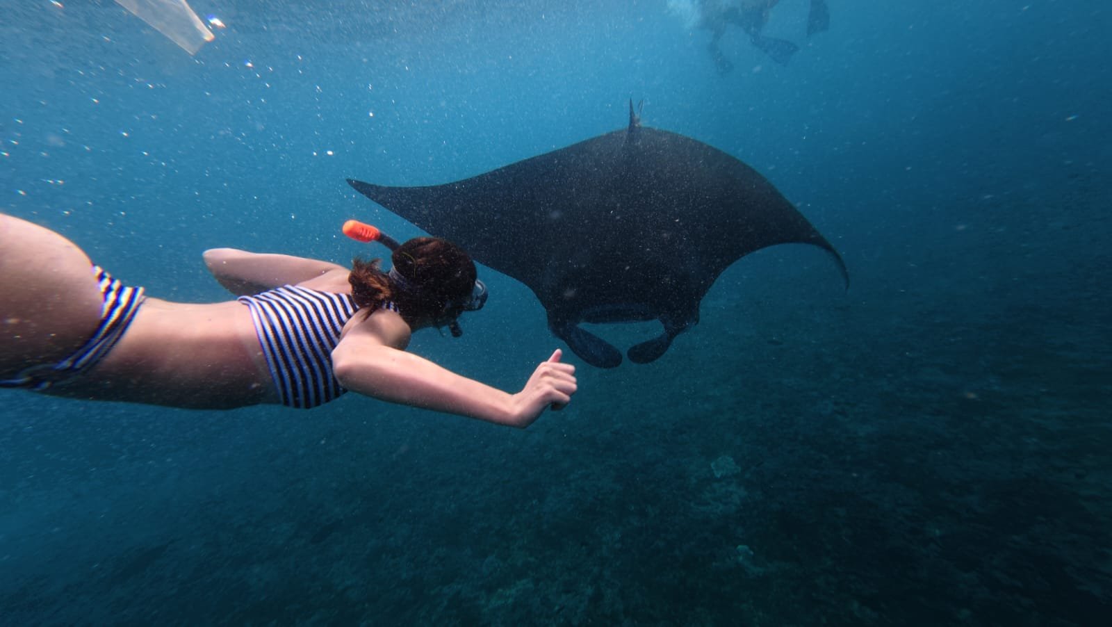 Manta